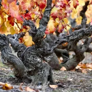 Viñas viejas de Garnacha en Campo de Borja.