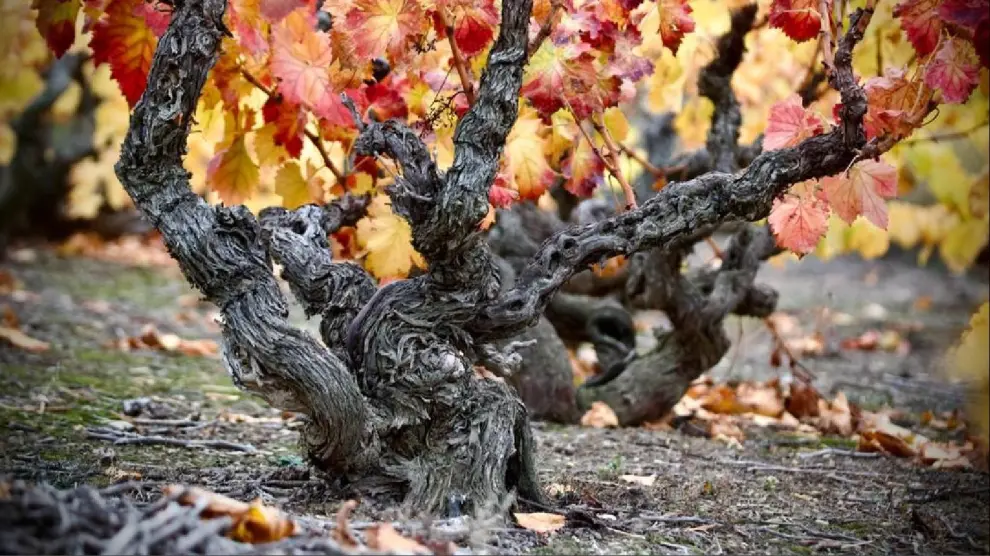 Garnachas Históricas de Campo de Borja: 3 claves del extraordinario tesoro de Aragón. Garnachas Históricas de Campo de Borja: El Tesoro de Aragón